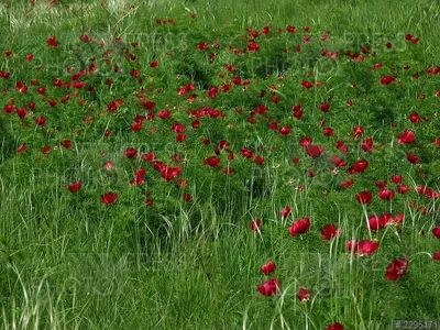 Дикий пион с пчелами рудоразборки Стоковое Изображение - изображение  насчитывающей хлебоуборка, цветень: 147000969