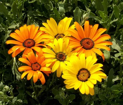 Диморфотека \"Несси\" Дом семян - «Солнечные ромашки... Ярким цветением  диморфотеки можно любоваться с июня и до самой осени» | отзывы