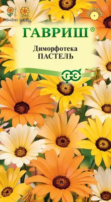 Диморфотека: особенности выращивания и ухода - Рамблер/новости