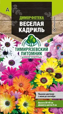 Как сеяла Газанию, Остеоспермум и Диморфотеку. Показываю всхожесть семян -  YouTube