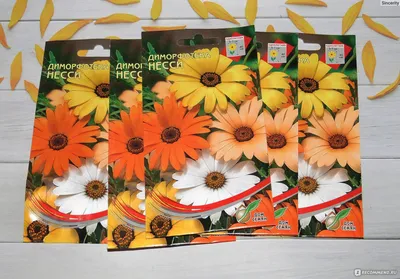 Диморфотеки Евросемена Растения для сада - купить по выгодным ценам в  интернет-магазине OZON (1013338838)