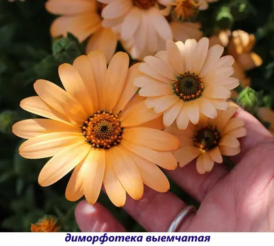 Семена цветов однолетние Диморфотека смесь 0,1 (5423519) - Купить по цене  от 13.60 руб. | Интернет магазин SIMA-LAND.RU