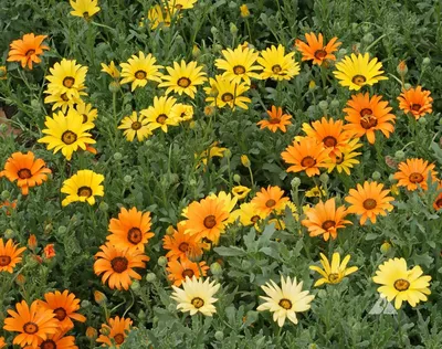 Удивительные фотографии цветка Диморфотека в хорошем качестве