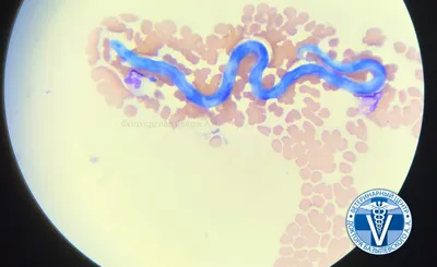 Дирофиляриоз у собак и кошек. Диагностика, лечение в РБ