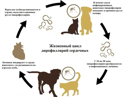 Дирофиляриоз. Когда черт страшен так, как его малюют | Пикабу