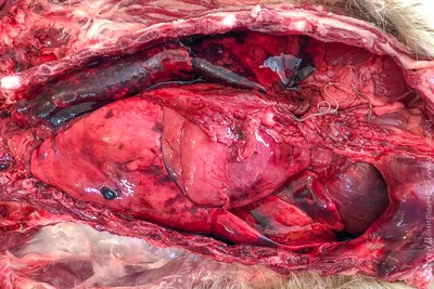 Дирофиляриоз, сердечные черви в легочных артериях, 18+