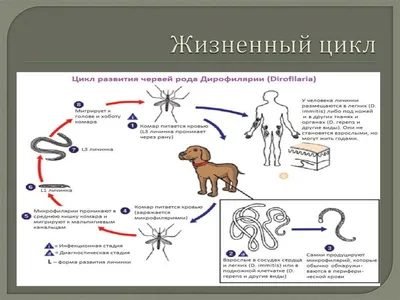 Дирофиляриоз, микрофилярии - окраска методом Кнотта - круглосуточная  ветеринарная клиника «Doctor Vet» в Заводском районе Саратова