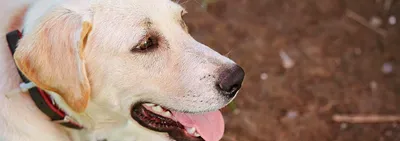 Дисплазия тазобедренного сустава у собак: симптомы, лечение