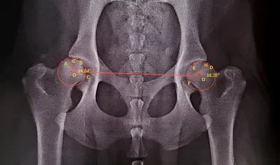 Дисплазия тазобедренных суставов у собак - Ветеринарный Центр «Прайд»