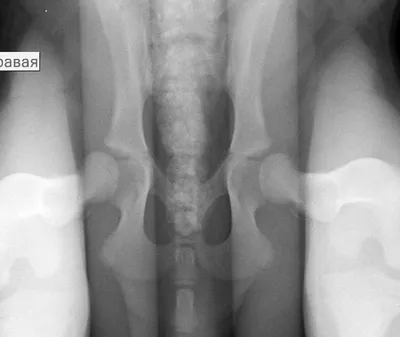 Дисплазия тазобедренного сустава у собак: симптомы, лечение