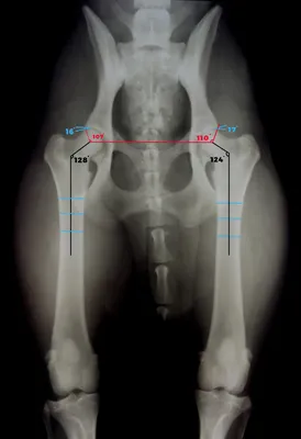 Дисплазия ТБС у собак