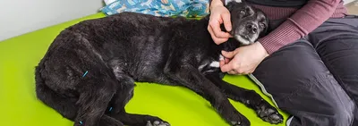 Дисплазия тазобедренных суставов у собак фото фотографии