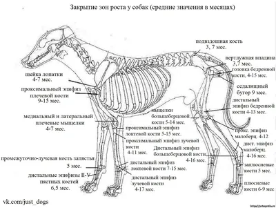 Дисплазия тазобедренных суставов у собак - Ветеринарный Центр «Прайд»