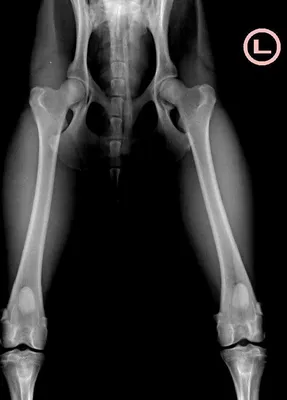Дисплазия тазобедренных суставов у собак - Ветеринарная клиника Гранд Плюс