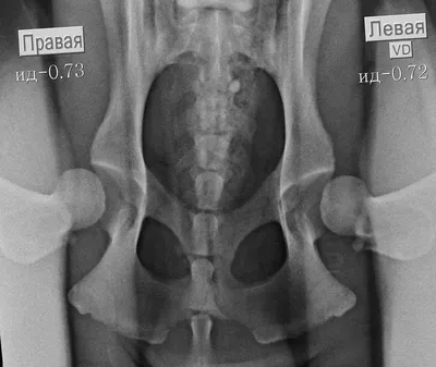 Дисплазия тазобедренного сустава у собак: симптомы, лечение