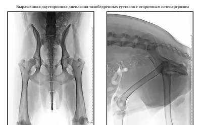 Дисплазия тазобедренного сустава у собак | Hill's