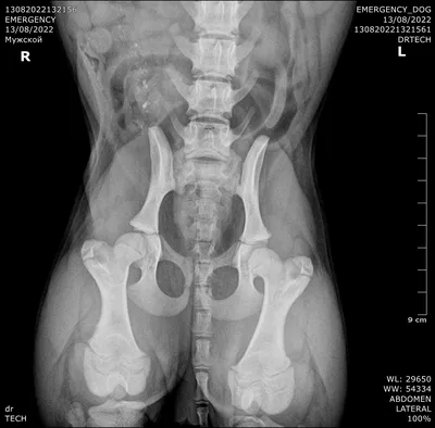 Локтевая дисплазия у животных. Диагностика и лечение в Беларуси