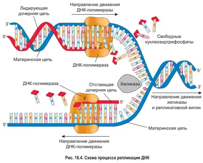 Особенности выделения ДНК из разных типов образцов - блог Sesana