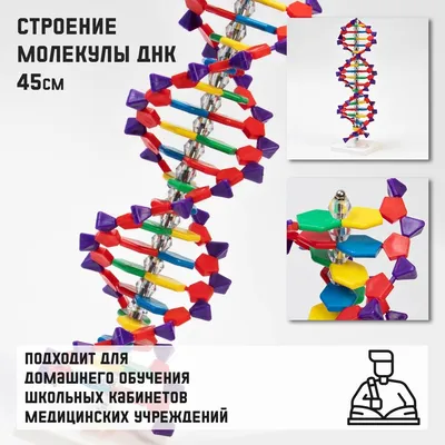 Высокомолекулярная ДНК и секвенирование длинных фрагментов - БИОНЕМ -  реактивы и оборудование для молекулярной биологии