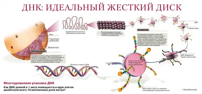 ДНК-оригами: новый вид искусства или технология будущего?: поддержка  компании «Хеликон»