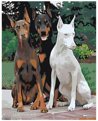 Картина по номерам \"Три добермана. Собака. Друг человека. Пёс. Щенок.  Породистый пёс. Животные\" - купить с доставкой по выгодным ценам в  интернет-магазине OZON (443780569)