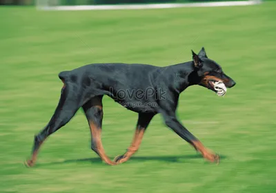 Собака добермана бегущая по траве изображение_Фото номер 501488903_JPG  Формат изображения_ru.lovepik.com
