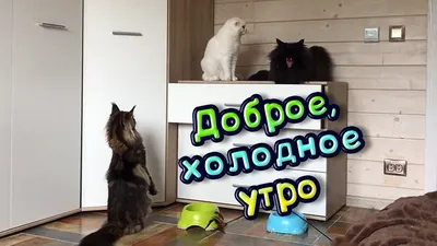 доброго холодного утра｜TikTok Search