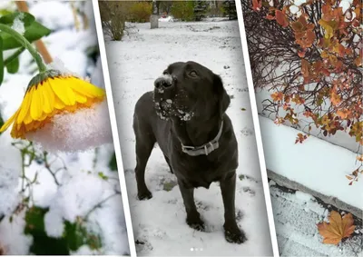 Доброе снежное утро,господа🌨🌨 | Instagram