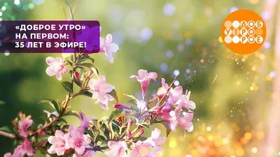 Доброе утро дорогие!