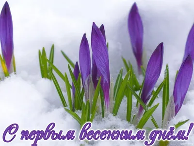 1 Марта! | Spring flowers, Garden, Flowers