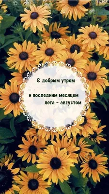 БОДРОГО ВТОРНИКА! 16 АВГУСТА. #доброеутречко #доброеутроспожеланием #с... |  TikTok