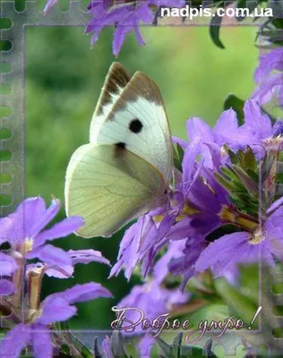 Доброе утро бабочки картинки фотографии