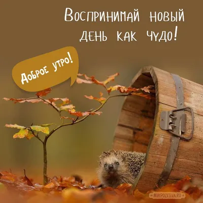 Душевные пожелания с Добрым осенним утром в картинках! | Утренние цитаты,  Открытки, Счастливые картинки