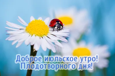 С Добрым Летними Утром! 6 июля. #с добрым утром #летнееутро #доброгоут... |  TikTok