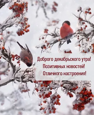 Доброе зимнее утро воскресенья - новые картинки (92 ФОТО) | Картинки,  Открытки, Воскресенье