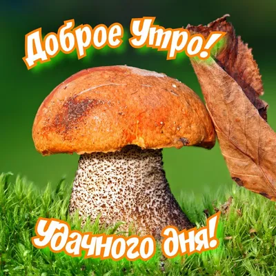 Доброе утро от Санго / Sango