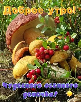 Irina Grybe - Доброе утро! Все в лес! Вы спите, а грибы... | Facebook