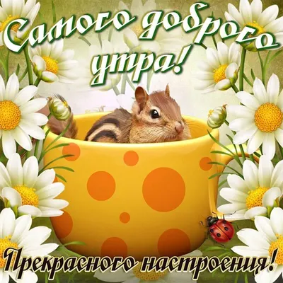 сдобрымутром #доброеутро #утро #🥰 #ромашка #живинапозитиве #☀️☀️☀️ #... |  TikTok