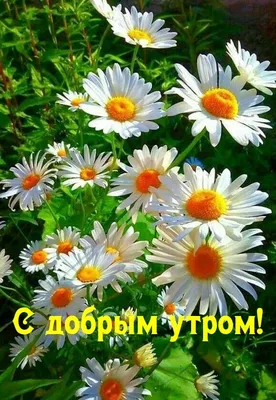 Картинки с надписями. С добрым утром!. | Beautiful flowers pictures, Wild  flower meadow, Beautiful flowers