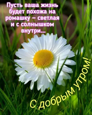 С Добрым утром ! Утро в ромашках ;) #природа #красота #утро #цветы #ро... |  TikTok