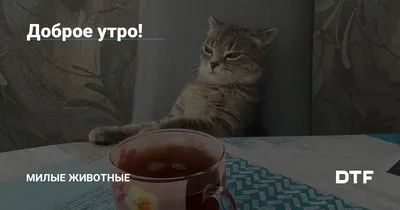 Доброе утро! | Пикабу