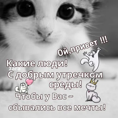 Доброе утро ☀️ 🐯 #челябинск #животные #топ #тигренок | Instagram