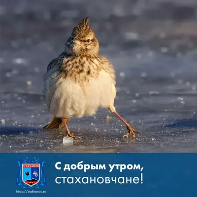 ❄️⛄😍 Картинки с добрым зимним утром - скачать (359 шт.)