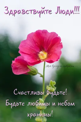 🌸🌷🍃🌞🌿🌷🌸 Доброе Утро! | Good morning quotes, Good morning