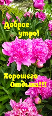 ВСЕМ, ВСЕМ ДОБРОЕ УТРО!!! Добрых,... - Вдохновение ДУШИ | Facebook