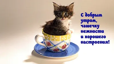 Я #кошечка #марафонец #yappy ВСЕМ ДОБРОЕ УТРО😁😺... ᐈ СВЕТИК  (@kotikova_mau_60) | Yappy