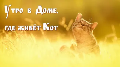 Доброе утро кошечки и котики!#сменаобраза #утроначинается #котики🐈 #д... |  TikTok