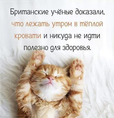 Котик и кошечка (@xoroshego_nastroeniya)'s videos with Доброе утро - Dabro  | TikTok