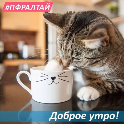Пикабу - Доброе утро! #коты #кошки | Facebook