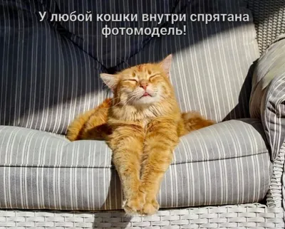 Доброе утро! Забавный рыжий кот …» — создано в Шедевруме